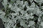 Click here to see the picture (dusty miller.jpg)